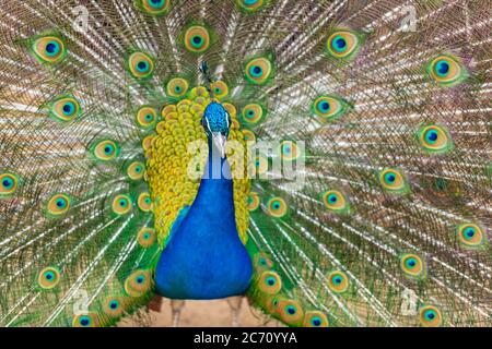 Testa color pavone con piume lucide Foto Stock