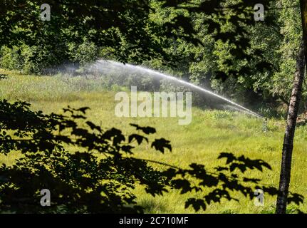 13 luglio 2020, Berlino: Il Barssee, che è una torbiera di siltazione, sarà irrigato con acqua trattata da Berliner Wasserbetriebe nei prossimi due anni. Il lago è minacciato dalla diminuzione delle acque sotterranee e dalla siccità. Per migliorare le condizioni di vita degli animali e delle piante nella palude di swing-erba di nuovo, l'acqua acida richiesta per le brughiere, che è basso in minerali e sostanze nutrienti, è prodotta da una pianta di osmosi inversa. Grunewald è uno dei più importanti bacini idrici di Berlino. Qui, i pozzi delle acque di Beelitzhof e Tiefwerder producono acqua potabile per più di uno Foto Stock