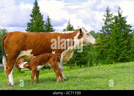 vitello bevendo milkfrom madre. vacca rossa senza corna con vitello neonato su erba verde di prato. Foto Stock