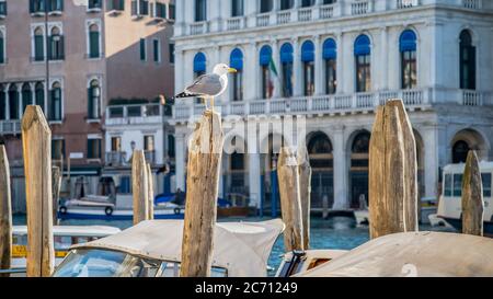 Venezia, Italia Febbraio 2015: Vista del gabbiano seduto su un moncone di legno con bella architettura sullo sfondo a Venezia, Italia Foto Stock