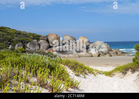 Enormi zombi arancioni a Squeaky Beach nel promontorio di Wilsons, Victoria, Australia. Foto Stock