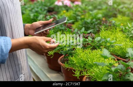 Contabilità e qualità dei fiori. Ragazza afroamericana in grembiule con smartphone controlla le piante in pentole Foto Stock