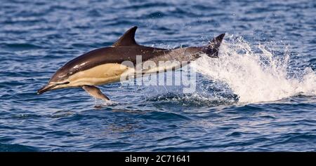 Delfino comune a becco corto (Delphinus delphis) adulto che salta al largo del mare a Mounts Bay, Cornovaglia, Inghilterra, Regno Unito. Foto Stock