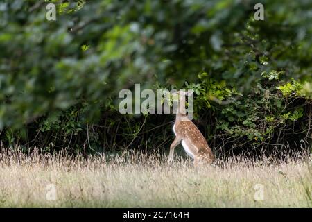 Il cervo della malva (Dama dama) che mangia le foglie nel bosco in East Grinstead Foto Stock