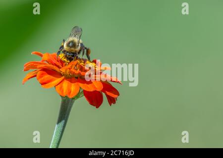 Primo piano di una bella ape bumble giallo brillante e nero che si nutra sul polline su un brillante fiore zinnia arancio fiorire in un giardino. Foto Stock