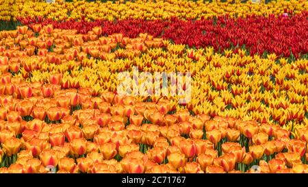 Tulipano. Bel bouquet di tulipani. Tulipani colorati. tulipani in primavera, tulipano colorato con sfondo sfocato Foto Stock