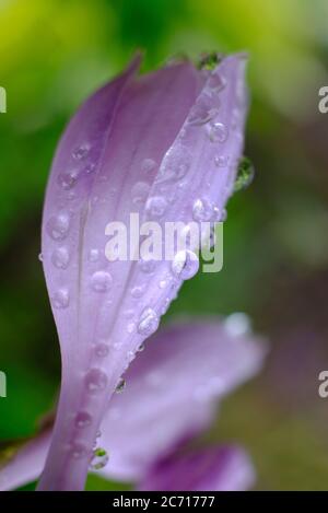 piante di osta fiorite in giardino inglese, norfolk, inghilterra Foto Stock