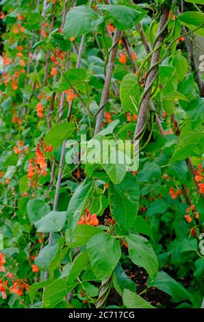 fagioli di runner fioriti che crescono le canne nel giardino inglese, norfolk, inghilterra Foto Stock