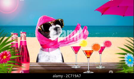 diva diva cane da coccolare con occhiali da sole in estate vacanze con cocktail o bevande presso il beach bar club Foto Stock