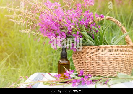 Bouquet di Chamaenerion angustifolium, fireweed, willowwib grande, willowwib Rosebay, Laurel di Sant'Antonio: Fiore di erbe medicinali rosa con. Foto Stock