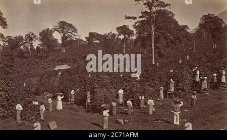 Coffee Harvesting, Las Nubes-Guatemala, 1875. Foto Stock