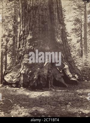 Sezione del Gigante Grizzly con Galen Clark, Mariposa Grove, Yosemite, 1865-66, stampata ca. 1876. Foto Stock