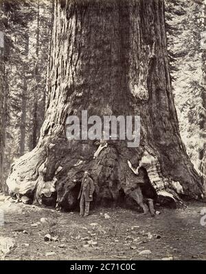 Sezione del Gigante Grizzly, circonferenza 101 piedi, 1865-66, stampata ca. 1876. Foto Stock