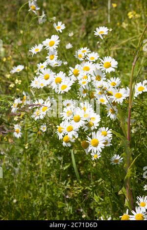 Sdentless Mayweed - Tripleuropospermum inodorum - fiori Foto Stock