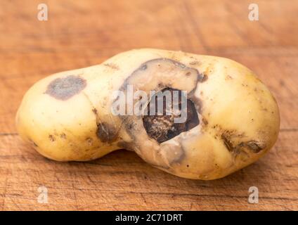 Un tubero di patate, varietà Charlotte, che mostra danni dovuti a malattie fungine, forse gangrene. Foto Stock
