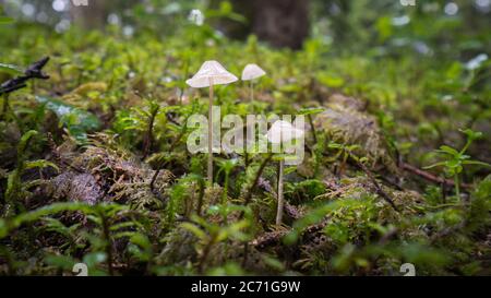 Giresun Turchia - Luglio 2016: Coppia di minuscoli funghi sul muschio in una foresta Foto Stock