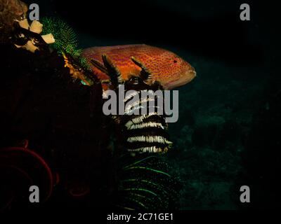 Corallo incredibilmente bello in una barriera corallina tropicale di Puerto Galera nelle Filippine. Pesce rosso, sfondo scuro. Queste barriere coralline sono così sane e brulicanti di vita Foto Stock