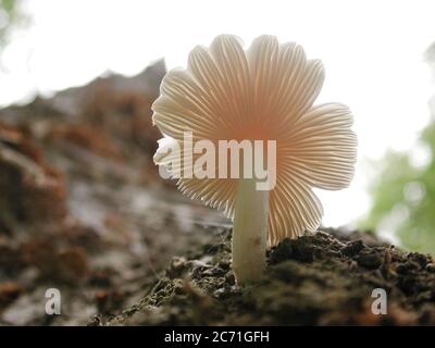 I funghi sono una forma di funghi che si trovano in ambienti naturali in tutto il mondo. Questo si trova in una zona boschiva della Florida centrale del Nord. Foto Stock