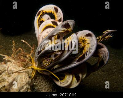 Corallo incredibilmente bello in una barriera corallina di Puerto Galera nelle Filippine. Queste barriere coralline sono così sane e brulicanti di vita Foto Stock