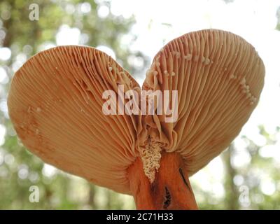 I funghi sono una forma di funghi che si trovano in ambienti naturali in tutto il mondo. Questo si trova in una zona boschiva della Florida centrale del Nord. Foto Stock