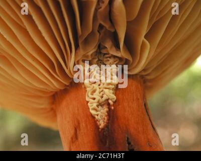 I funghi sono una forma di funghi che si trovano in ambienti naturali in tutto il mondo. Questo si trova in una zona boschiva della Florida centrale del Nord. Foto Stock