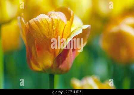 tulipani gialli fioriscono in giardino primaverile, primo piano Foto Stock