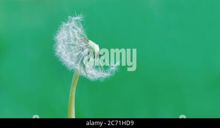 palla di andelio su sfondo verde, testa di andelione con semi Taraxacum officinale semi bald Foto Stock