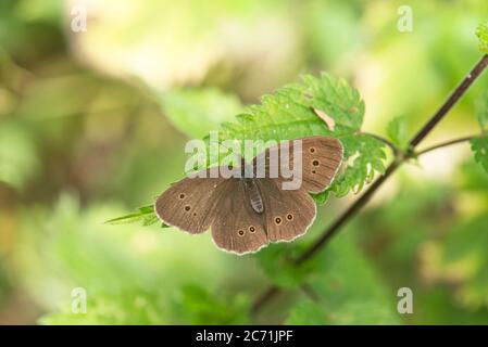 Ringlet (Aphantopus iperantus) che si basa Foto Stock