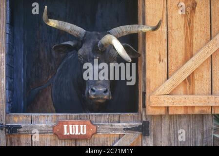 Lulu il (farcito) Cow Cracker a tre cavalli, Babcock Ranch Eco Tours, Punta Gorda, Florida, Stati Uniti. Circa anni '90 Foto Stock