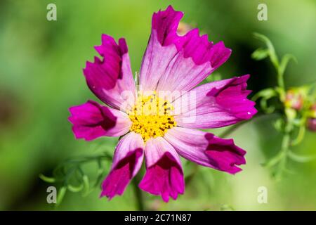Il fiore di un Cosmo 'conchiglie di mare' Foto Stock