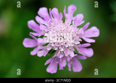 Il fiore di una piccola scabia (Scabiosa colombaria) Foto Stock
