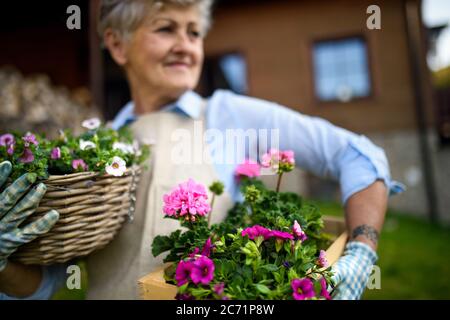 Donna anziana che fa giardinaggio in estate, che tiene piante fiorite. Foto Stock