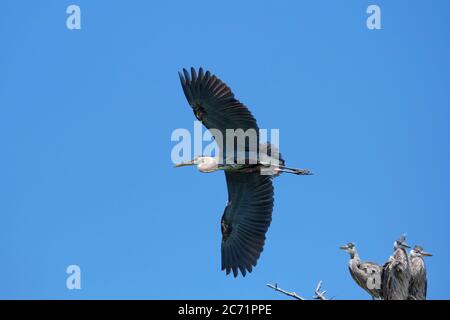 Un grande airone blu vola su tre giovani aironi in piedi in un nido di ruggito su un'isola di Stoney Lake nella regione dei laghi di Kawartha. Foto Stock