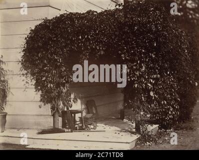 American Creeper, Blake House, 1860. Foto Stock