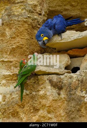 Giacinto Macaw e Red-coroned Parakeet Foto Stock