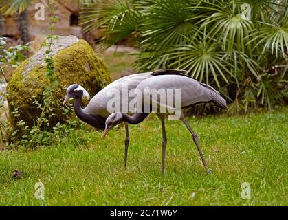 Coppia di Grue Demoiselle Cranes Foto Stock