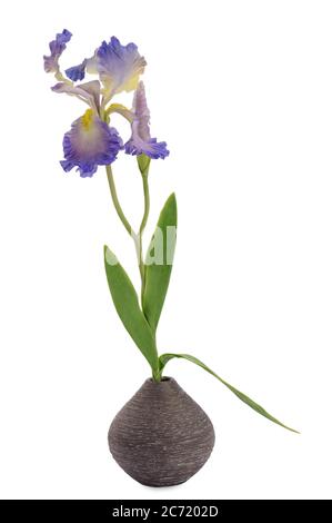 Fiore di iride blu in vaso Foto Stock