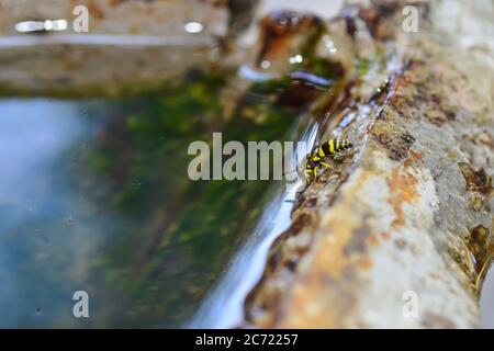 Il WASP beve acqua in una pozza. Giorno estivo soleggiato. Messa a fuoco selettiva. Foto Stock