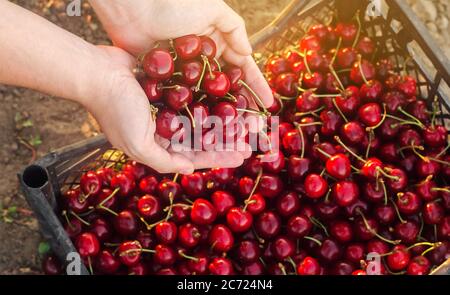 Coltivatore tiene le ciliegie rosse appena raccolte in una scatola. Frutta fresca biologica. Raccolta estiva. Messa a fuoco selettiva. Foto Stock