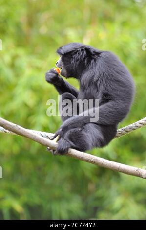 Spider monkey Foto Stock