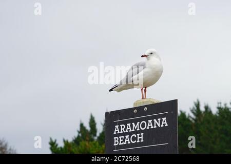 Seagull sulla strada segno Aramoana Beach - copyspace Foto Stock