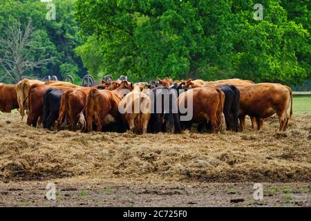 mandria di bestiame bovino alla stazione di alimentazione che rimane sul fieno dalla parte posteriore Foto Stock