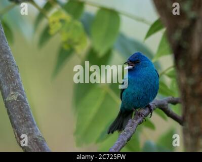 Indigo Bunting (Passerina cianea) arroccato sul ramo verde foglie morbide sfondo Foto Stock