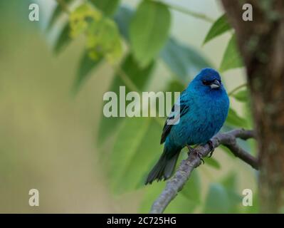 Indigo Bunting (Passerina cianea) arroccato sul ramo verde foglie morbide sfondo Foto Stock