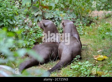 Coppia di lontre di fiume giganti Foto Stock