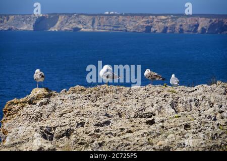 Gabbiani sulla scogliera a Cabo Sao Vicente, Algarve, Portogallo Foto Stock