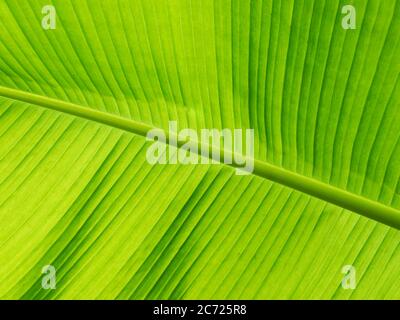 foglia verde primo piano sfondo texture banana Foto Stock