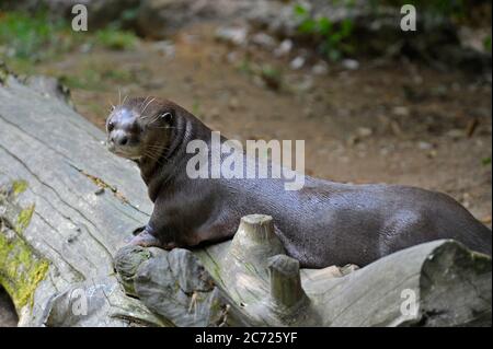 Lontra di fiume gigante Foto Stock