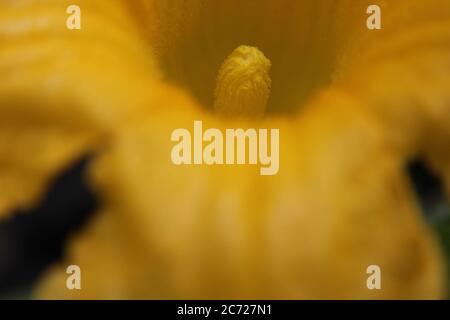 Fiore giallo di zucca brillante che cresce nel cortile. Foto Stock