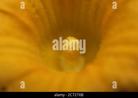 Fiore giallo di zucca brillante che cresce nel cortile. Foto Stock